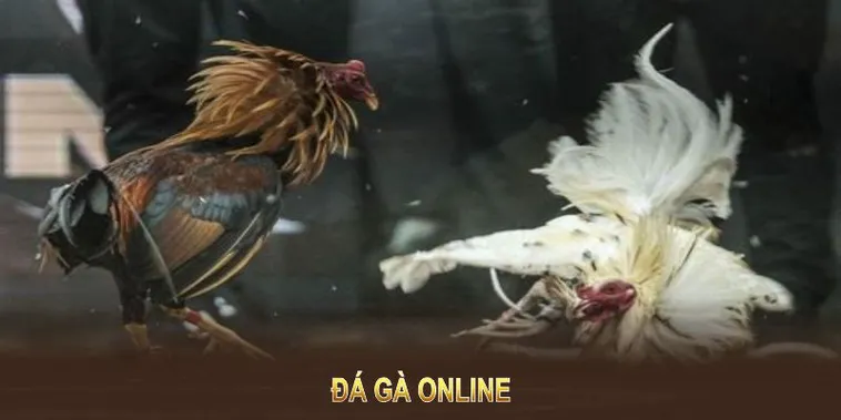 Cách Chơi Đá Gà WS168 Tại WIN55 Dễ Thắng Cho Mọi Kê Thủ